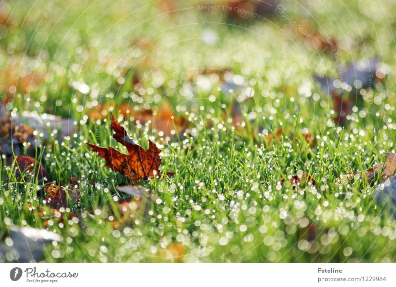 Last fall Environment Nature Plant Elements Water Drops of water Autumn Beautiful weather Grass Leaf Garden Meadow Wet Natural Brown Green Autumn leaves