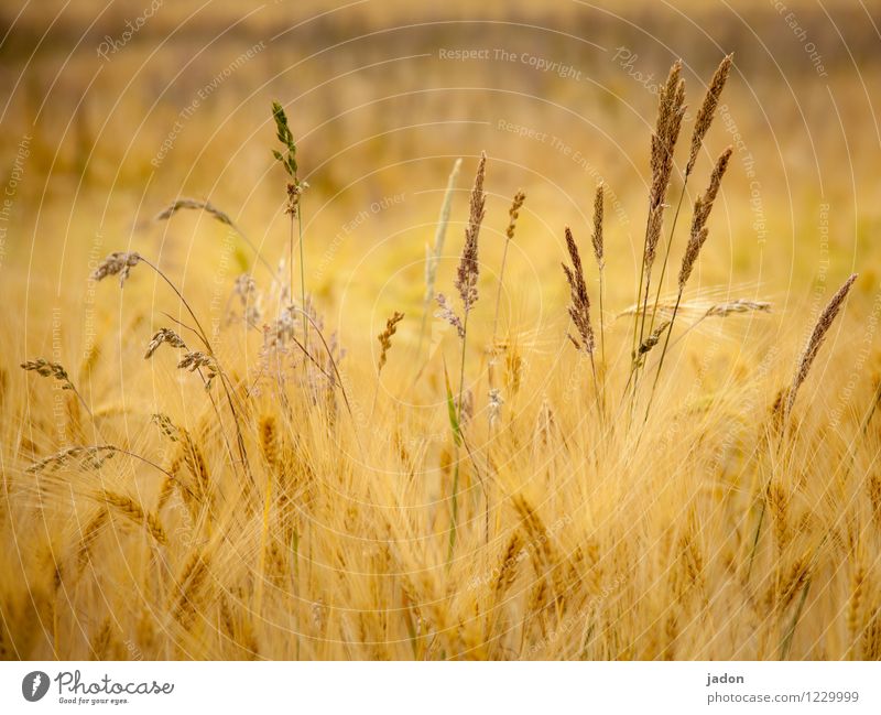 hot summer. Life Summer Agriculture Forestry Nature Plant Grass Bushes Agricultural crop Wild plant Grain Grain field Field Blossoming Growth Hot Yellow