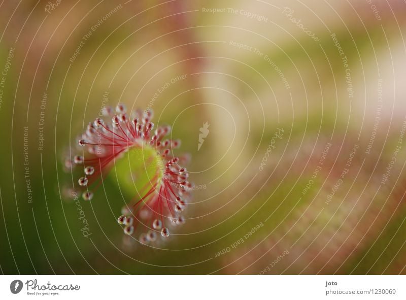 Sundew from above Exotic Summer Nature Plant Flower Leaf Blossom Blossoming Growth Esthetic Threat Fresh Astute Green Red Death Dangerous Great sundew Carnivore