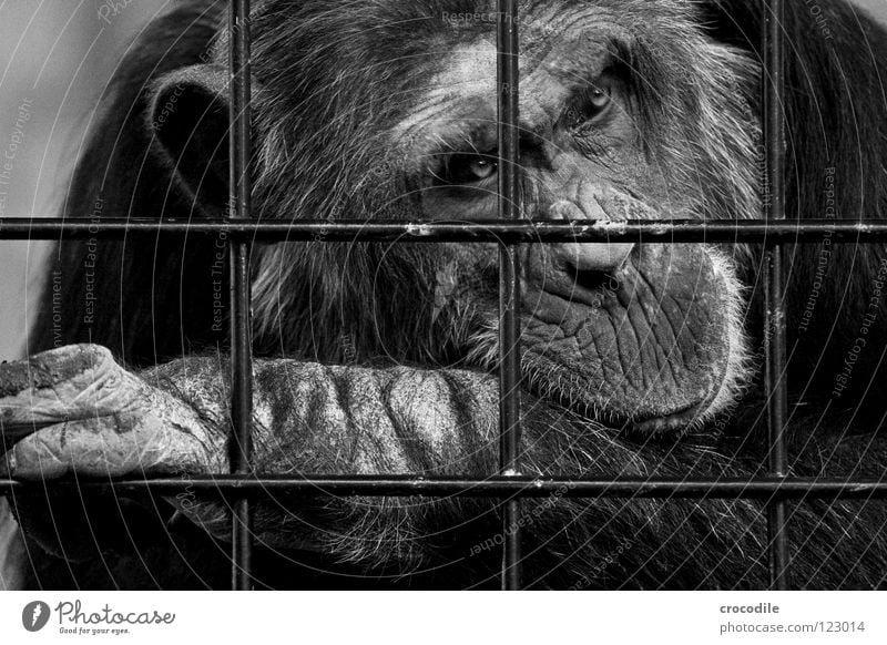 Chimpanzees need freedom ll Zoo Apes Captured Grief Grating Jail sentence Forehead Pelt Distress Black & white photo Animal Trip prison Sadness sad Looking