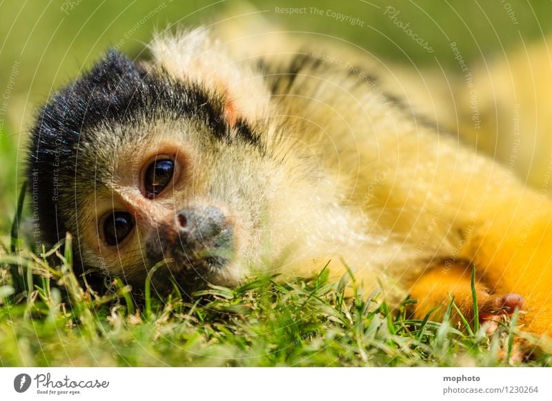 Monkey show #2 Vacation & Travel Environment Nature Animal Park Meadow South Africa Wild animal Animal face Pelt Zoo Monkeys 1 Observe Lie Exotic Small Near