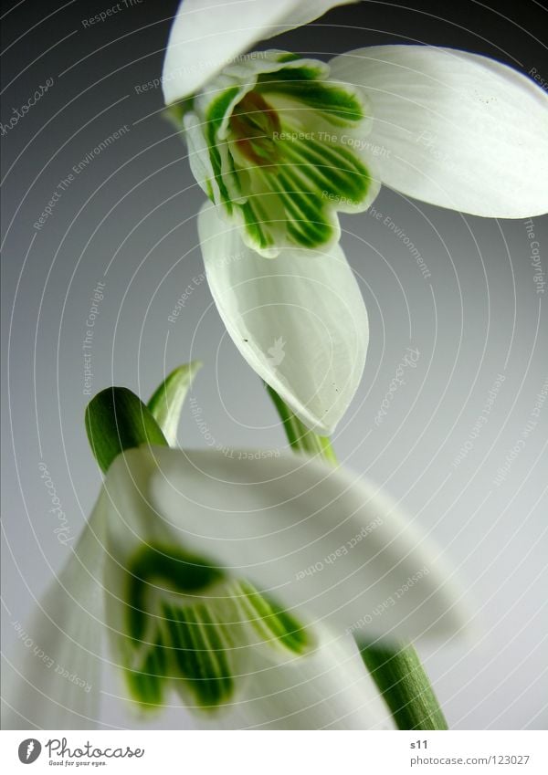 Spring is here... Nature Plant Flower Blossom Park Green White Snowdrop Bell 2 Blossom leave herald of spring Stalk In pairs Close-up Detail