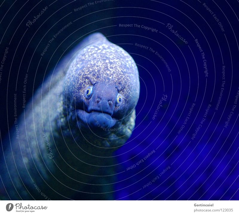 No Adonis Moray Ocean Sea water Aquarium Animal Stupid Hideous Looking Black White Fish Water Underwater photo no snake Muzzle stupid face Funny Blue moraine