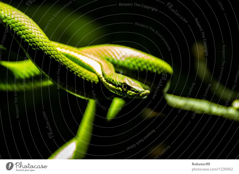 Green snake Wild animal Snake Zoo 1 Animal Watchfulness Endurance Dangerous Mistrust Colour photo Interior shot Blur Portrait photograph Looking