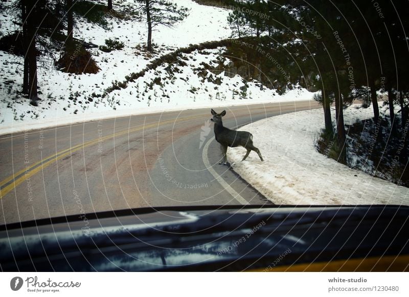 Attention: There is no deer crossing here! Environment Nature Driving Road traffic Roadside Street Street crossing Roe deer Fawn Freeway Traffic infrastructure