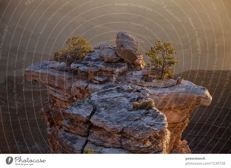 small tree on big rock Vacation & Travel Far-off places Nature Landscape Tree Mountain Canyon Grand Canyon Rock Moody Willpower Endurance Loneliness Uniqueness