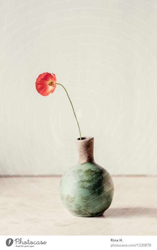 little Möhn Flower Simple Bright Still Life Poppy Vase Individual Modest Colour photo Exterior shot Deserted Copy Space left Copy Space right Copy Space top