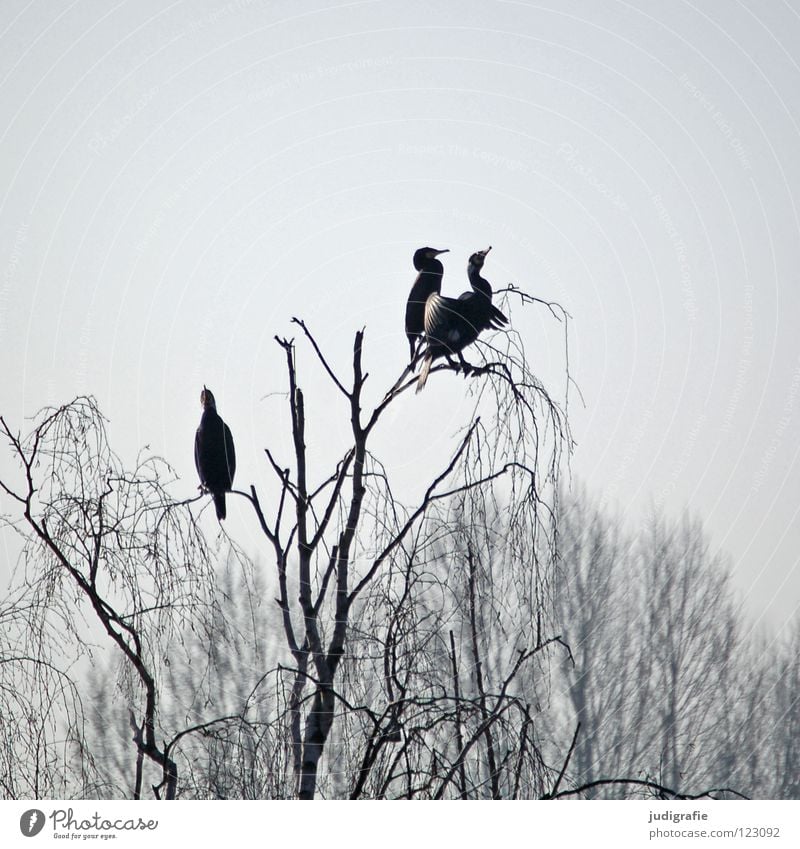 Yesterday at Silbersee Bird Birch tree Tree Forest Fog Gloomy Gray Cormorant 3 Web-footed birds Lake Pond Winter Sky Sit Vantage point Relaxation Feather Coast