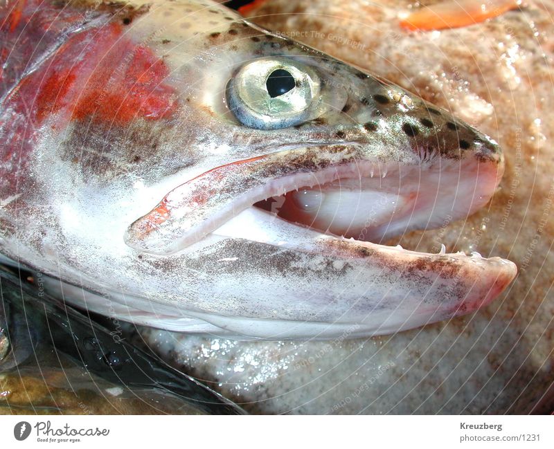 fish Seafood Nutrition Death Marine animal Fish