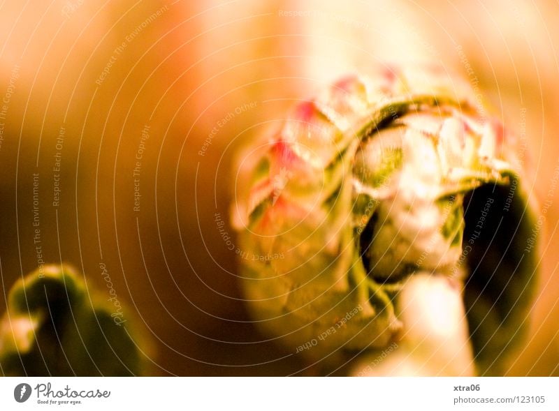 the rose Plant Flower Painting and drawing (object) Curl Coil Delicate Macro (Extreme close-up) Close-up Desert Blur curled intimately Smooth