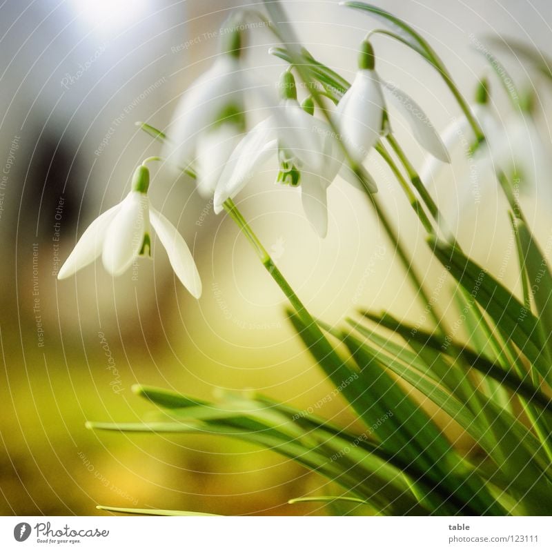 winter Snowdrop Flower Beautiful Small Cute Angiosperm Amaryllis Spring March Winter sun Sunbeam Physics Green White Blossom Insect Macro (Extreme close-up)