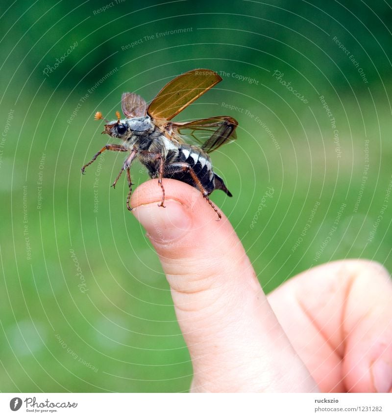 Maikaefer; Melolontha; Starting, Nature Animal Beetle Beginning May bug melolontha launching take off Flying Male field maikaefer skullcap Insect cockchafer