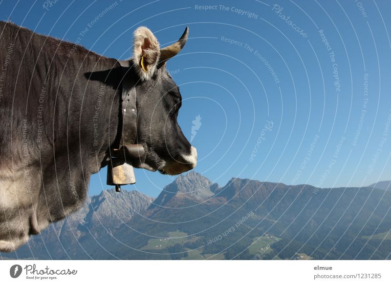 wanderlust Nature Landscape Cloudless sky Beautiful weather Mountain South Tyrol Farm animal Cow grey cattle 1 Animal Observe To enjoy Looking Esthetic Elegant