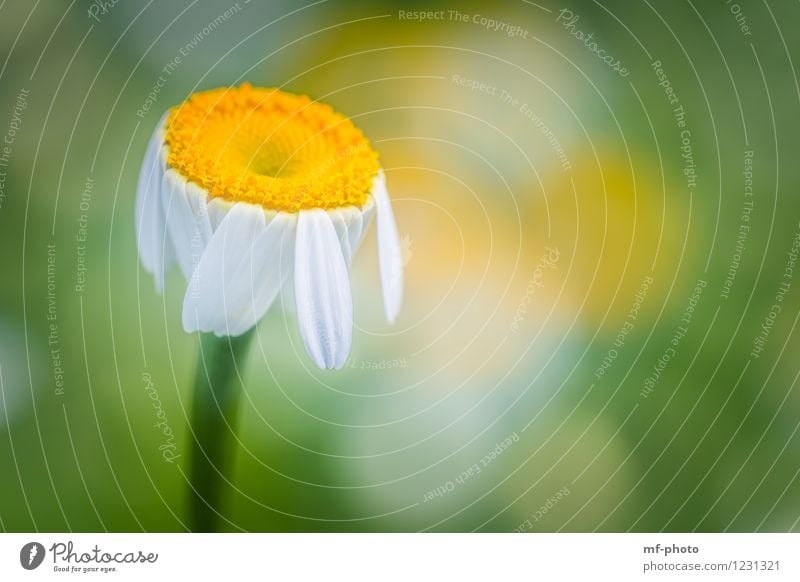 daisy Nature Plant Summer Flower Marguerite Garden Park Meadow Yellow Green White Colour photo Close-up Macro (Extreme close-up) Deserted Morning