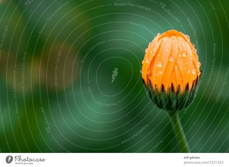 marigold Nature Plant Summer Rain Flower Blossom Marigold Park Meadow Green Orange Colour photo Exterior shot Deserted Morning