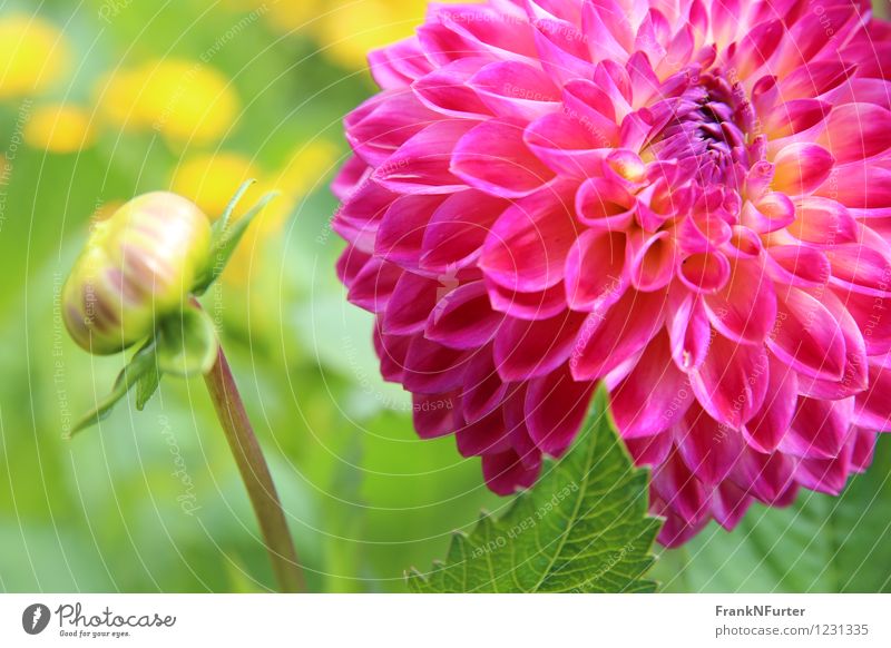 Blooming Firework Plant Summer Flower Leaf Blossom Multicoloured Pink Colour photo Exterior shot Close-up Deserted Sunlight Central perspective