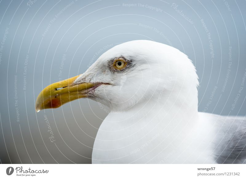 drip beak Animal Wild animal Bird Animal face Seagull Gull birds 1 Cool (slang) Maritime Blue Yellow Gray White Head Profile Close-up Colour photo