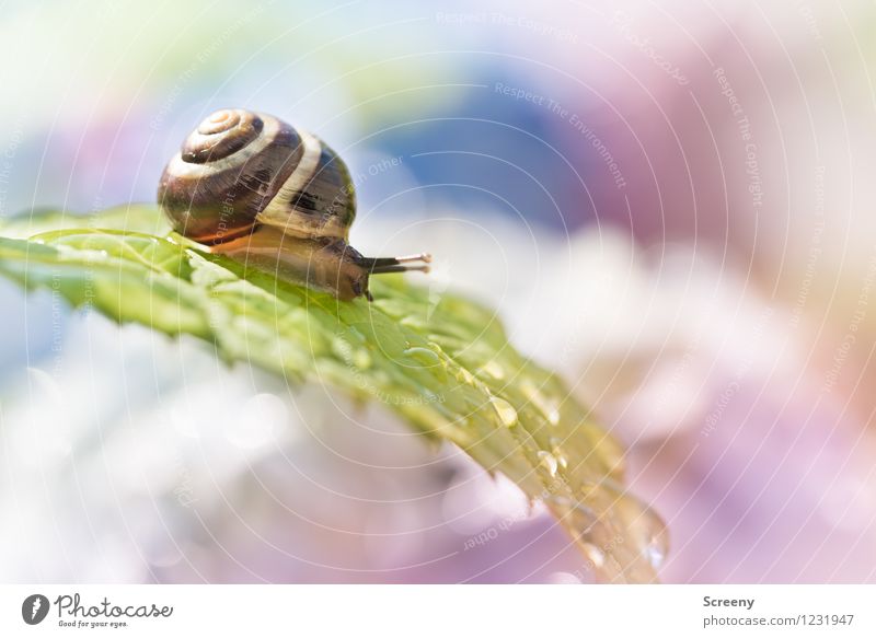 water slide Nature Landscape Plant Animal Water Drops of water Sunlight Spring Summer Beautiful weather Leaf Garden Park Snail 1 Small Near Wet Brown