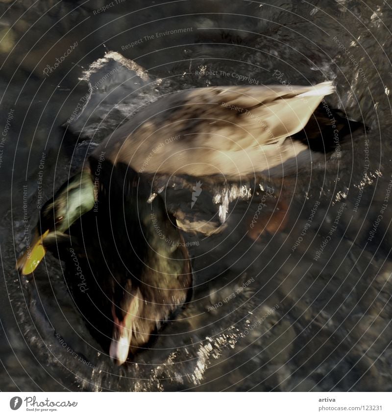 duck Bird lake goose water fly sea collision