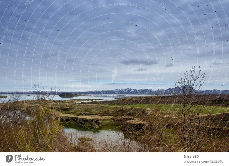 Iceland 15/2 - Why the mosquito lake is called Mückensee Environment Bravery mosquitoes Mosquito repellent insects Plagues Lakeside Nature Natural phenomenon