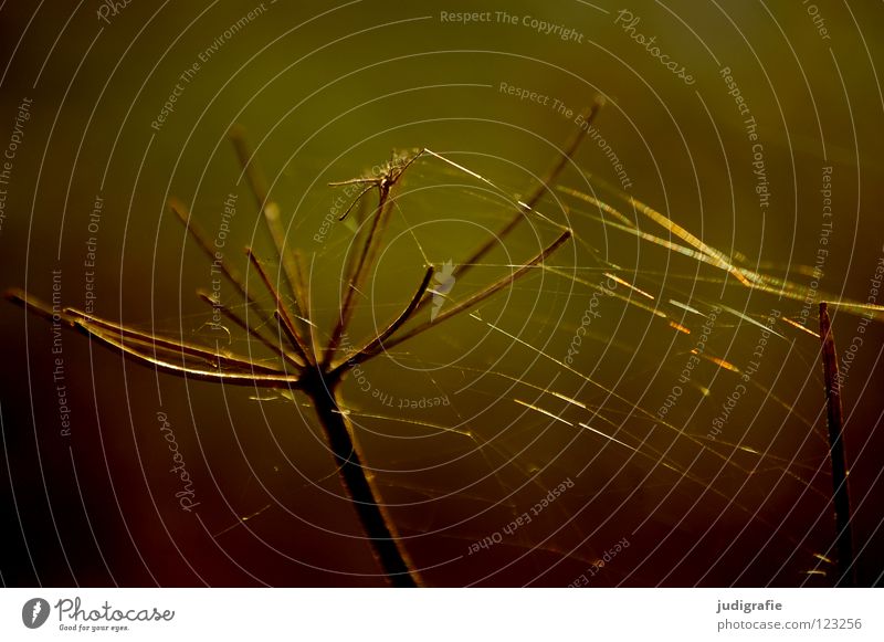 meadow Spider's web Fine Delicate Dry Blossom Flower Plant Stalk Umbellifer Angiosperm Brown Black Autumn Environment Growth Flourish Meadow Beautiful Poison