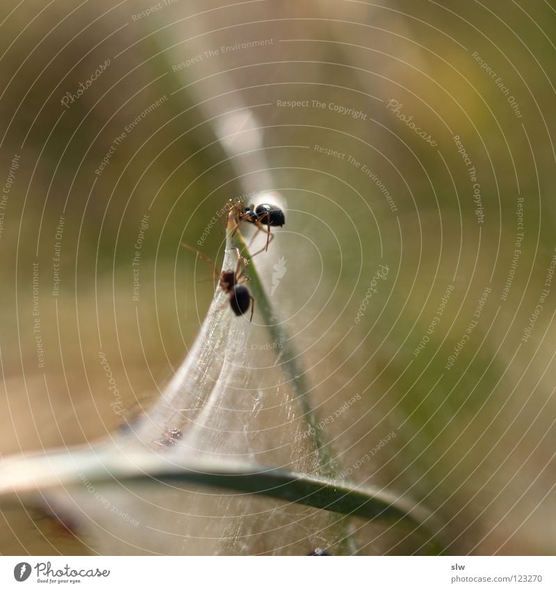 spider duo Spider Spider's web 2 Blur Blade of grass Macro (Extreme close-up) Close-up Net mini spider Grass. grass spider Woven