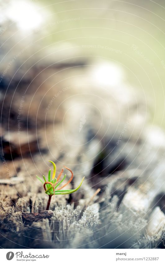 from old to new Nature Tree Plantlet Little tree Larch Fir needle Growth Thin Authentic Simple Small Natural Cute Green Spring fever Brave Loneliness Beginning