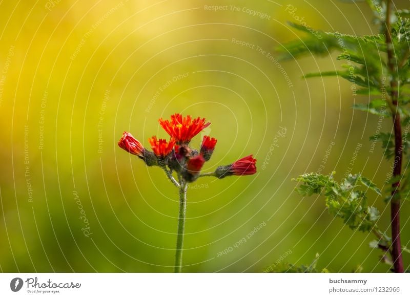 Flower in warm light Nature Plant Autumn Green Red 2014 September Weed Germany Cannabis Colour photo Exterior shot Deserted Copy Space top Day