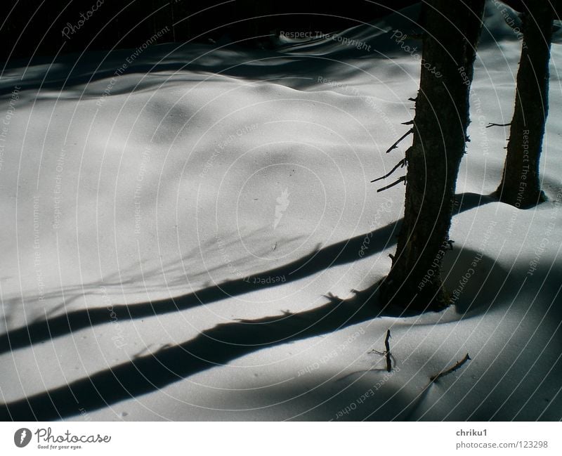 almost black and white.... Hiking Mountaineering Snowscape Forest Tree Calm Tree trunk Snow layer White Exterior shot Winter Shadow soft shapes