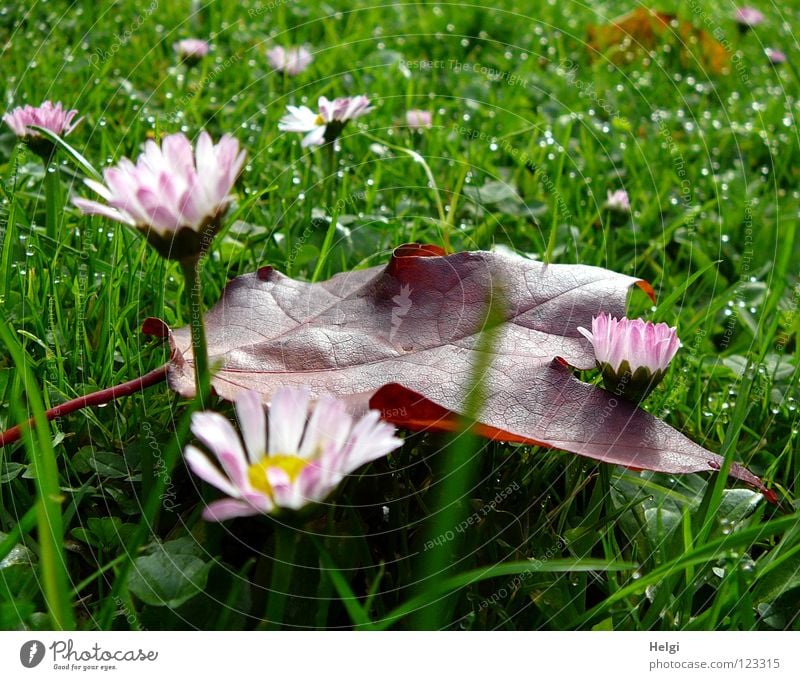 autumnal gleaning... Autumn Leaf Maple tree Maple leaf Red Multicoloured Meadow Grass Blade of grass Vertical Stand Morning Dew Wet Vessel Green Brown Yellow