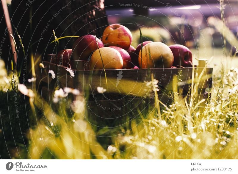 Fresh apples from the box Food Fruit Apple Nutrition Picnic Organic produce Vegetarian diet Healthy Eating Environment Nature Earth Sunlight Autumn Grass Garden