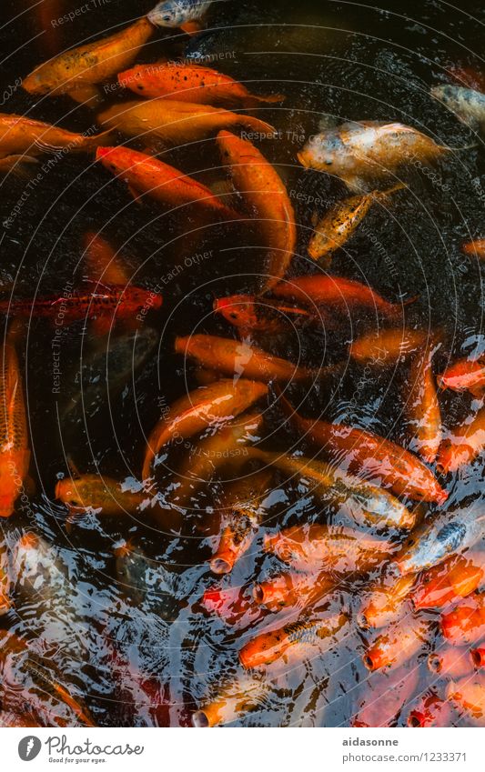 koi Animal Fish Aquarium Koi Flock Animal family Swimming & Bathing Colour photo Multicoloured Exterior shot Deserted Day Reflection