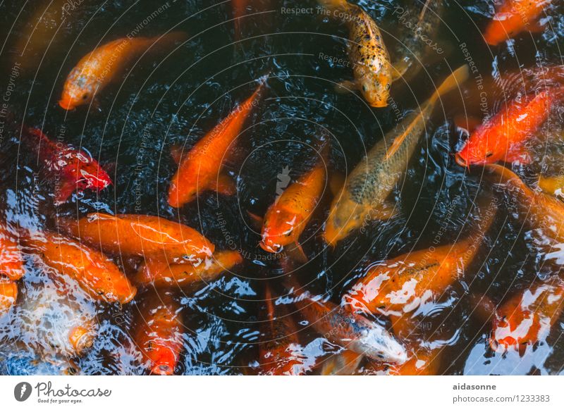 koi Animal Fish Aquarium Koi Flock Animal family Swimming & Bathing Colour photo Exterior shot Day Reflection