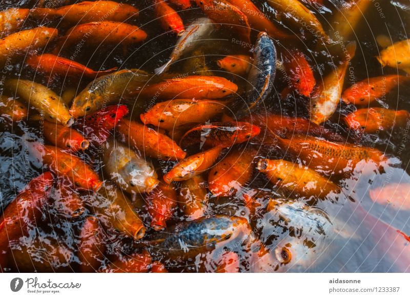 koi pond Animal Fish Aquarium Koi Flock Animal family Swimming & Bathing Colour photo Deserted Day Reflection Full-length