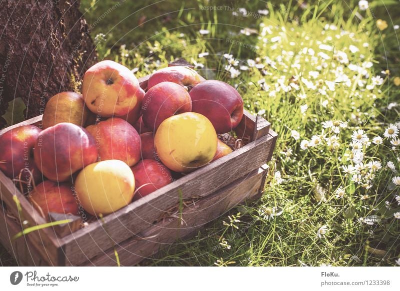 Bio, Bioer, Biosten Food Fruit Apple Picnic Organic produce Vegetarian diet Nature Plant Sunlight Autumn Grass Fresh Healthy Delicious Yellow Green Red Crate