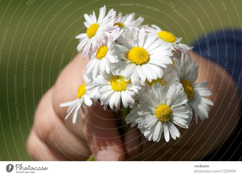 gaenseblumenstraesschen, hand, Bellis; Perennis Alternative medicine Hand Nature Plant Flower Blossom Wild plant Meadow Blossoming Colour photo Exterior shot