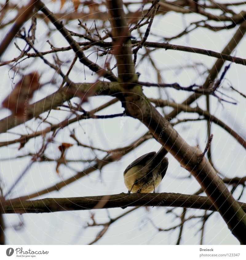 Look me in the eye... Bird Air Plumed Beak Black Dark Brown Animal Tree Bushes Leaf Treetop Sky Flying Feather Beautiful weather Blue Nature Landscape Branch