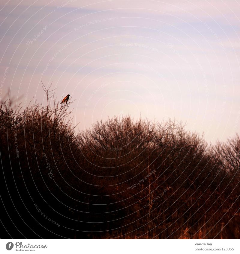 evening bird Bird Field Bird of prey Falcon Hunter Tree Bushes Forest Dusk Autumn Observe Winter Hunting District bush Looking Far-off places Perspective