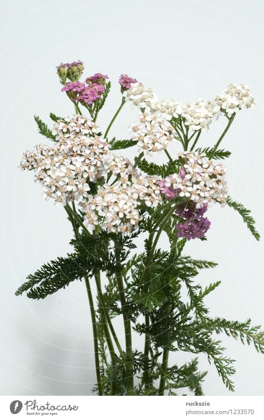 Yarrow; Achillea; millefolium; Alternative medicine Nature Plant Wild plant Meadow Field Free Pink Black White Common Yarrow Weed field weed meadow devil