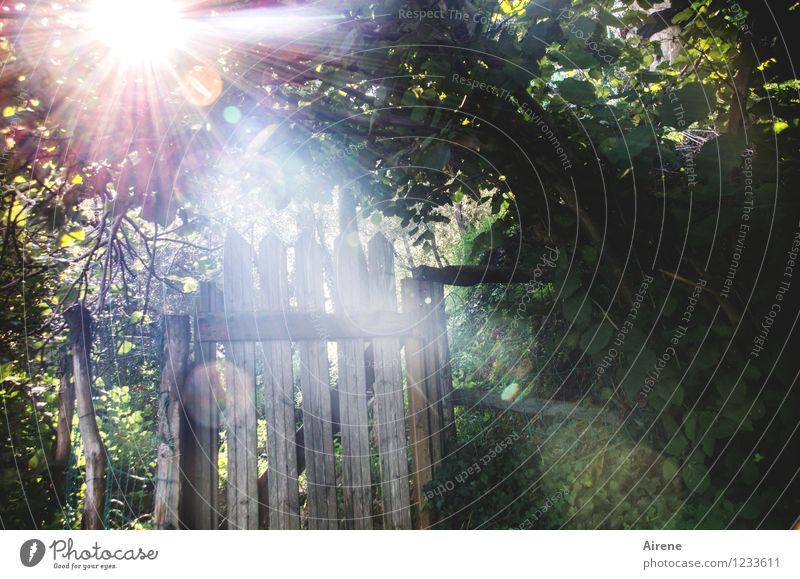 Gate to light Landscape Garden Garden door Wooden gate Wooden door Garden fence Illuminate Glittering Gold Green White Moody Romance Mysterious Idyll Mystic