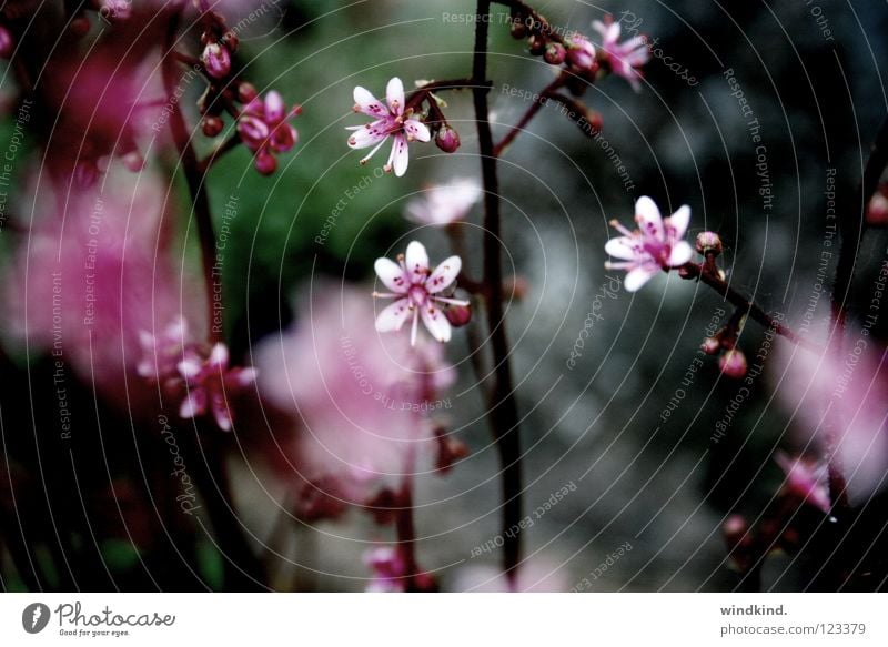 pink Flower Summer Spring Physics Pink Soft Delicate Fragile Macro (Extreme close-up) Close-up Nature Warmth Wind Colour breath