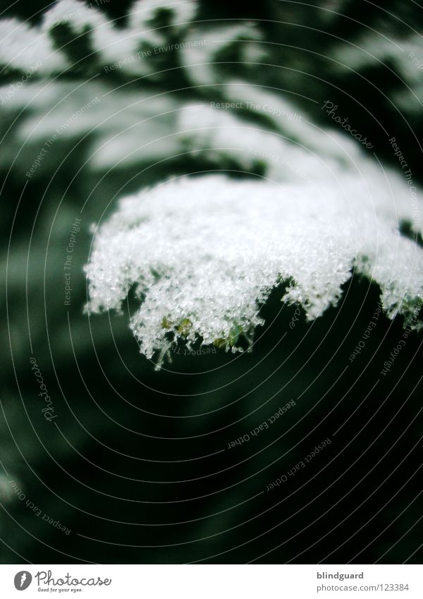 It Was So F***ing Cold Snow crystal Ice crystal Thuja Green Leaf Winter Dark Macro (Extreme close-up) Tree Freeze to death Frozen December January Close-up