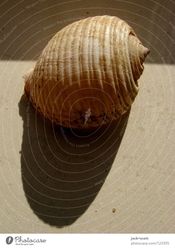 Shadow casting with shell Decoration Mussel 1 Animal Souvenir Collector's item Lie Firm Round Warmth Moody Protection Time Spiral Bobbin Snail shell Memory