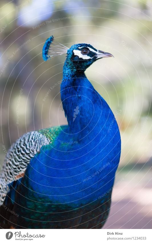 Peacock on Lokrum Environment Nature Animal Wild animal Bird Animal face Wing Zoo 1 Healthy Blue Esthetic Elegant Beautiful Environmental protection Animalistic