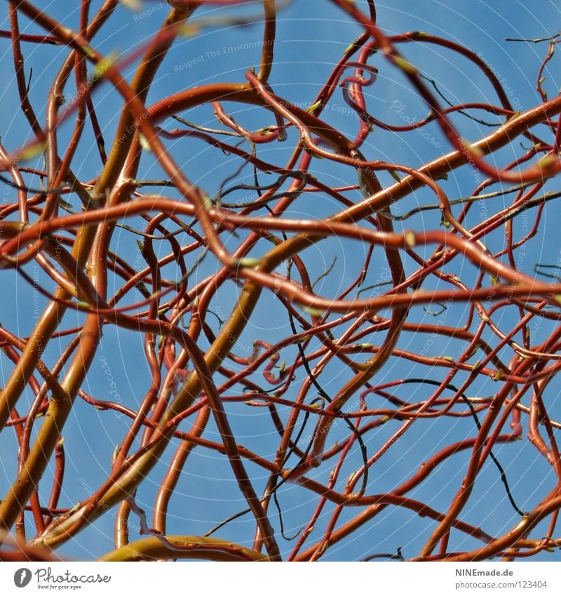 Which way leads to the goal? Willow corkscrew Tree Curved Undulating Waves Brown Red Tree bark Beautiful Hazelnut Europe Round Interlaced Glittering Transfer