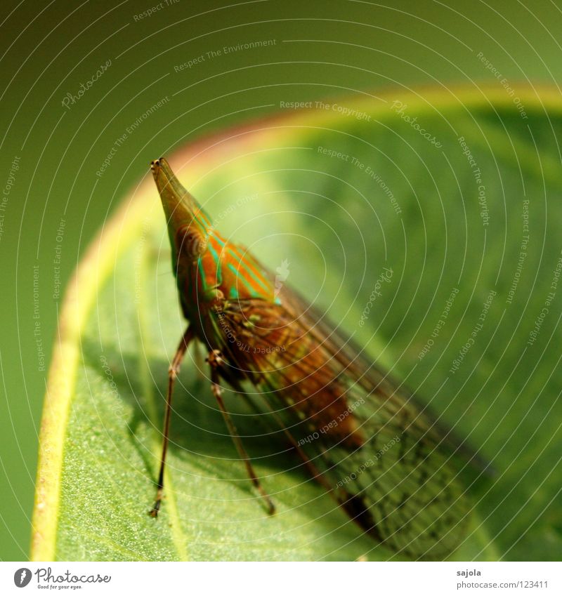 hopadihop again Animal Virgin forest Point Green Cicada Striped Insect Asia pointy-headed picada Orange Colour photo Exterior shot Close-up