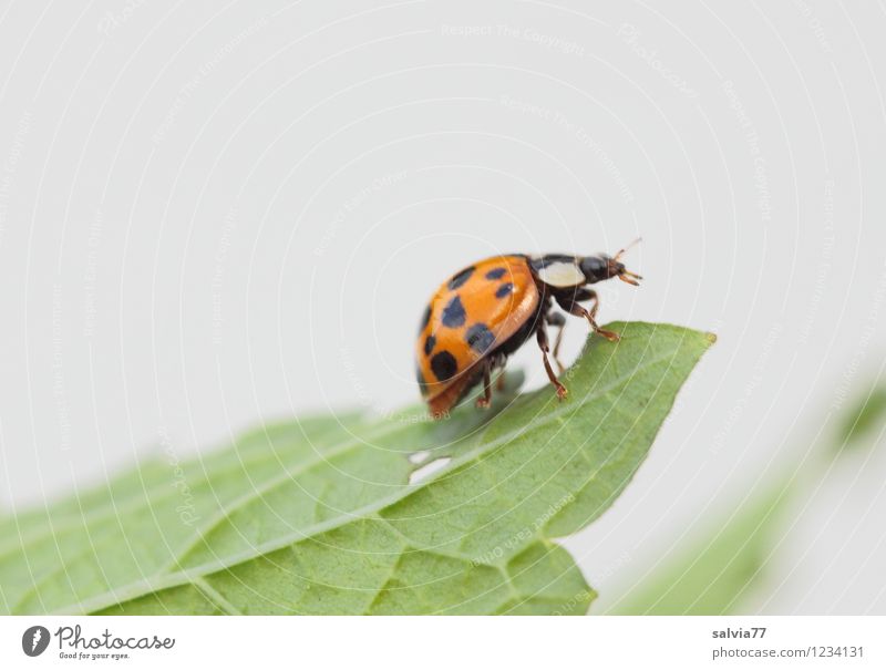 Asian ladybird Nature Plant Animal Spring Summer Leaf Wild animal Beetle 1 Crawl Small Green Orange White Curiosity Belief Happy Horizon Environment Insect