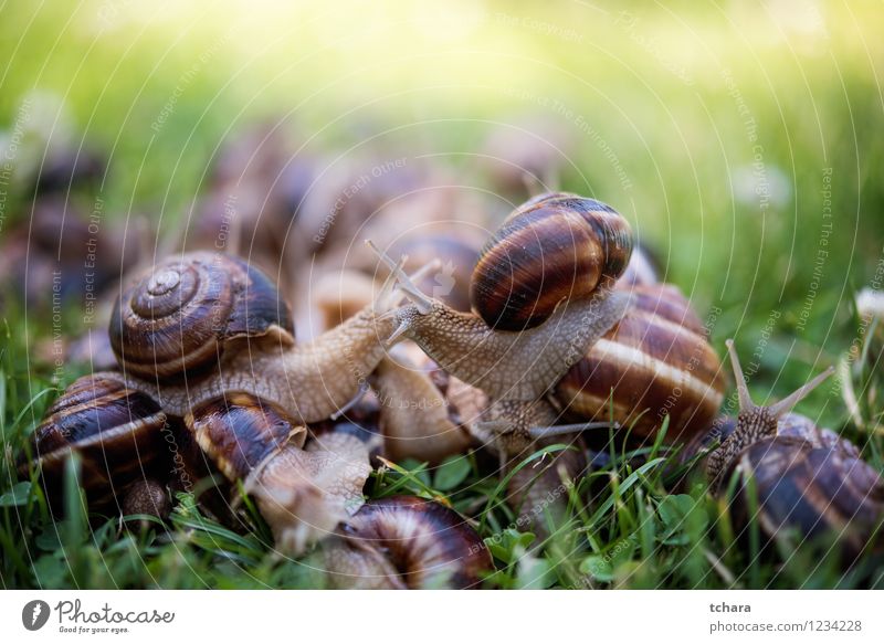 Snais Diet Garden Nature Animal Grass Leaf Natural Slimy Brown Green White snail snails Mollusk slug food Shell slow slime Farm gastropod Object photography