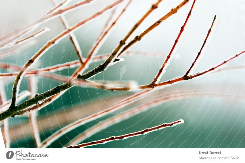 lines Multicoloured Infinity Silhouette Green Calm Harmonious Progress Plant Cold Dark Grief Exterior shot Winter Macro (Extreme close-up) Close-up sihouette