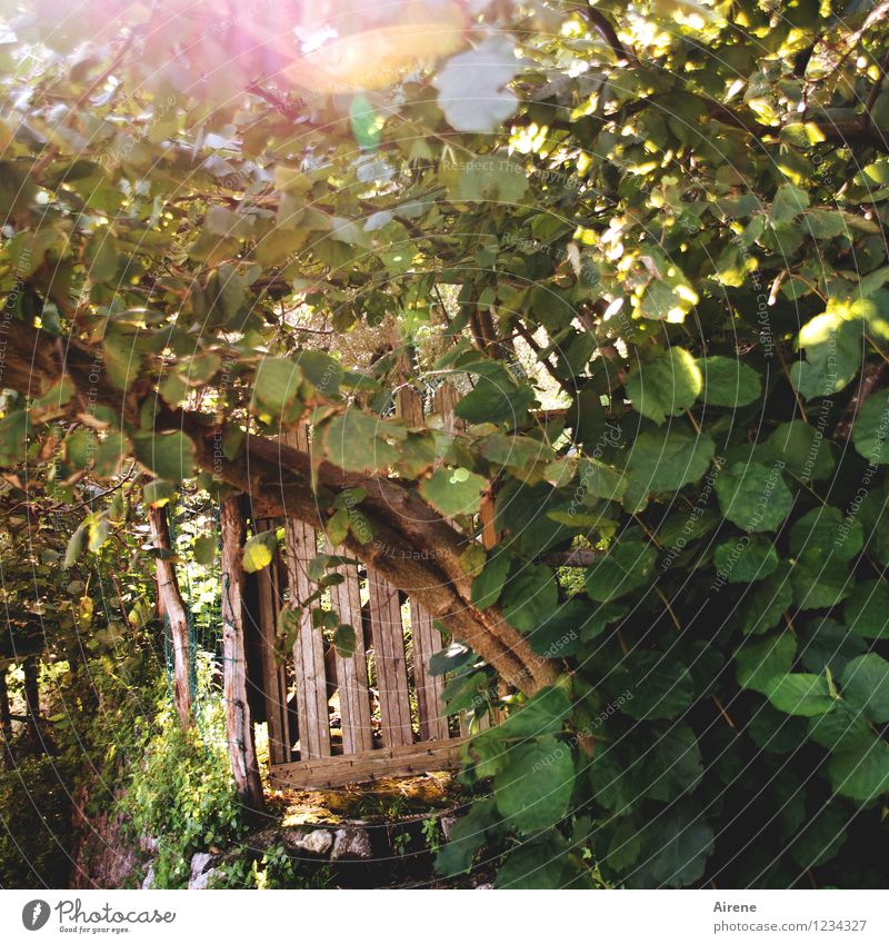 auspicious Beautiful weather Bushes Garden garden door Wooden door Fence Garden fence Cold Natural Brown Green Curiosity Hope Relaxation Mysterious Idyll Magic